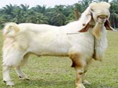 Goat_Breed_Tellicherry